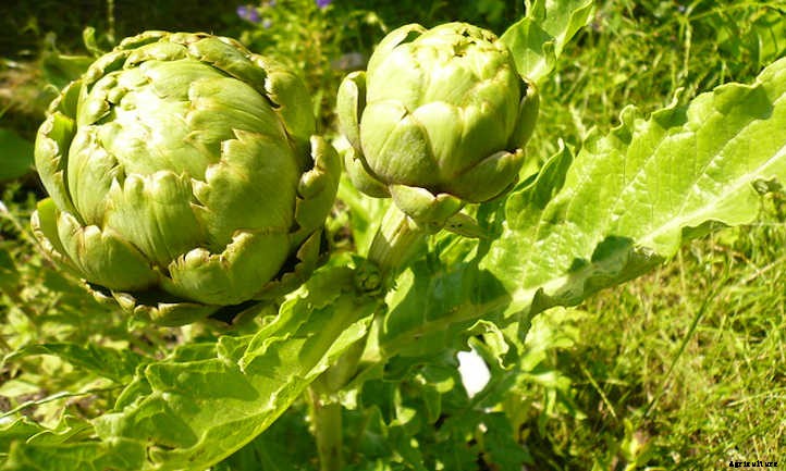 Growing Artichokes for Prickly Gardening Fun