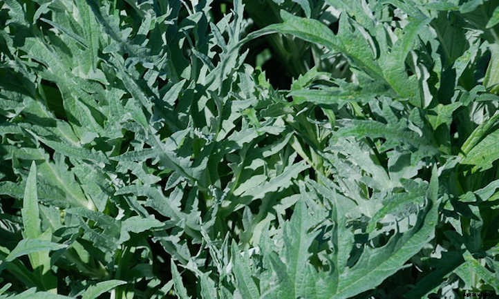 Growing Artichokes for Prickly Gardening Fun