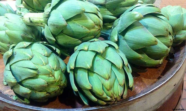 Growing Artichokes for Prickly Gardening Fun
