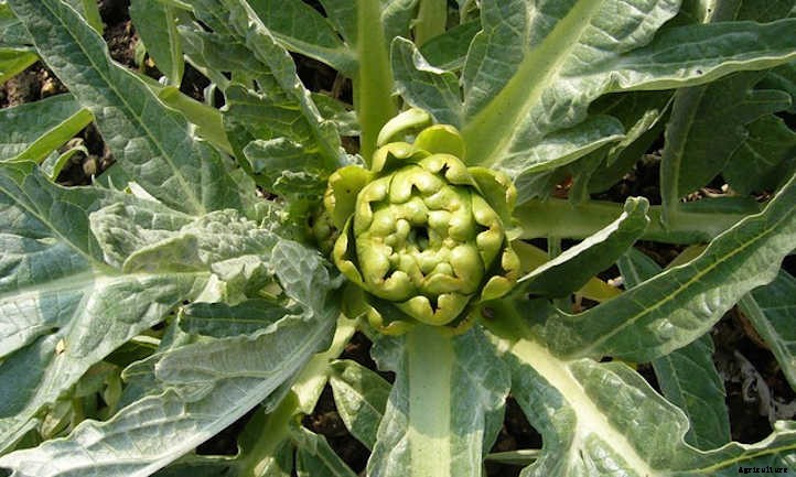 Growing Artichokes for Prickly Gardening Fun