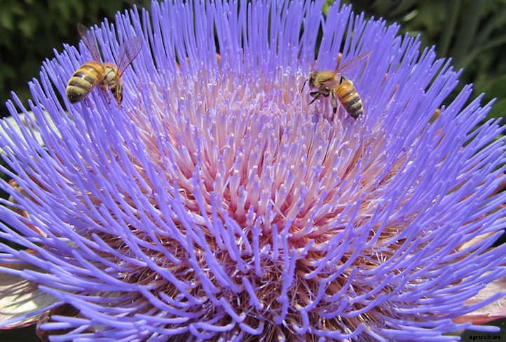 Growing Artichokes for Prickly Gardening Fun