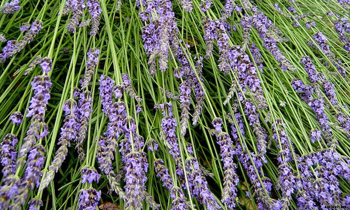 20 Mediterranean Herbs To Grow In Your Garden