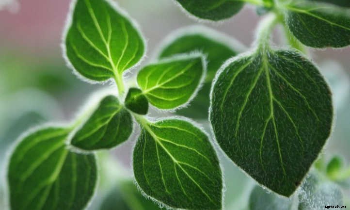 20 Mediterranean Herbs To Grow In Your Garden