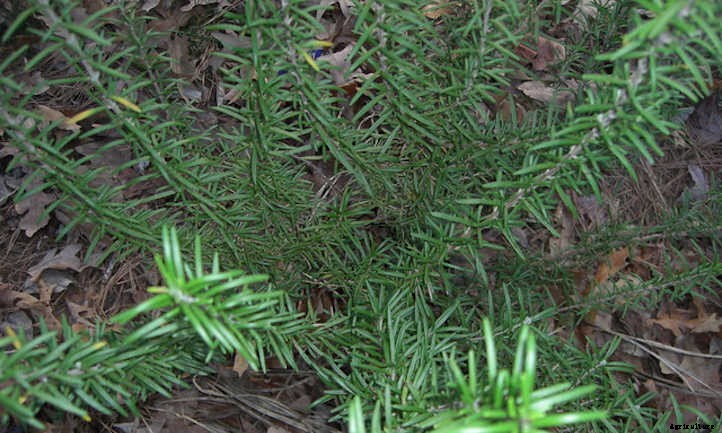 20 Mediterranean Herbs To Grow In Your Garden