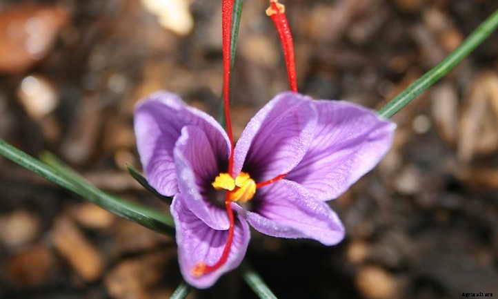 20 Mediterranean Herbs To Grow In Your Garden