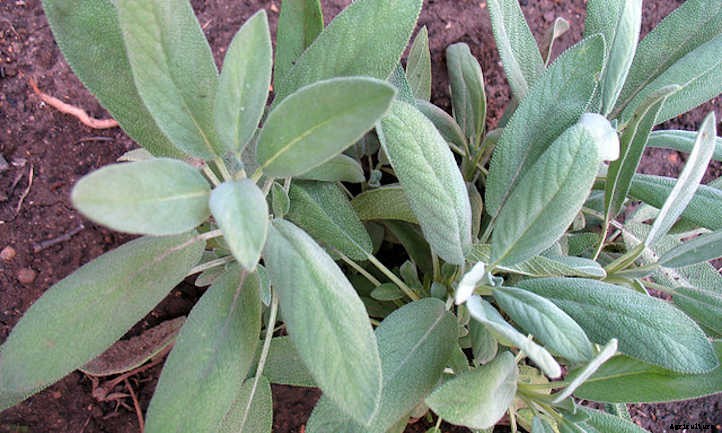 20 Mediterranean Herbs To Grow In Your Garden