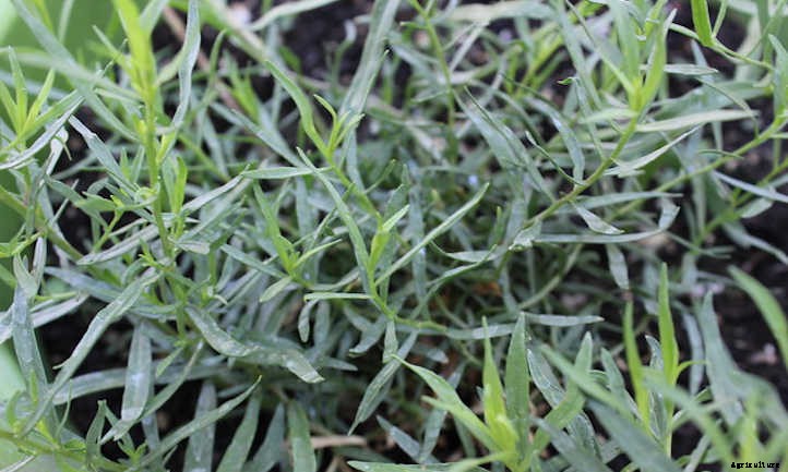 20 Mediterranean Herbs To Grow In Your Garden