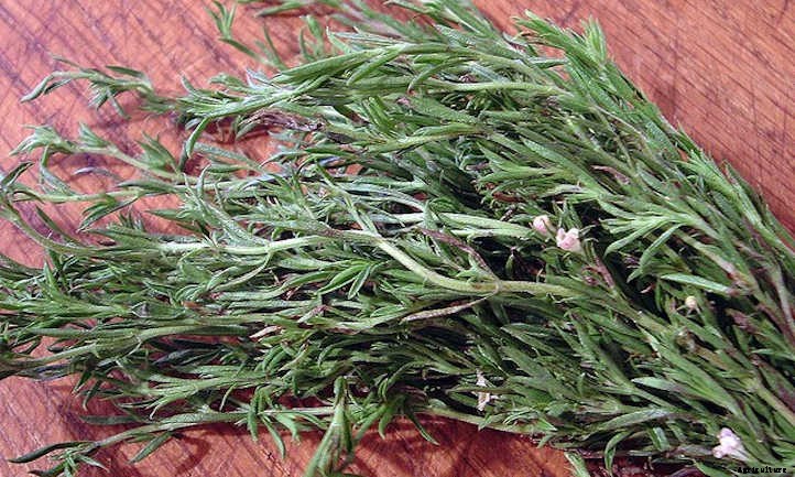 20 Mediterranean Herbs To Grow In Your Garden