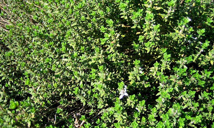 20 Mediterranean Herbs To Grow In Your Garden