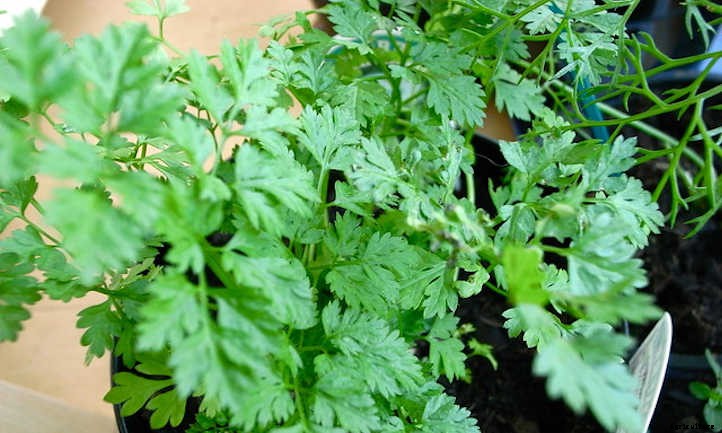 20 Mediterranean Herbs To Grow In Your Garden
