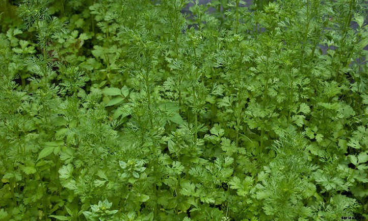 20 Mediterranean Herbs To Grow In Your Garden