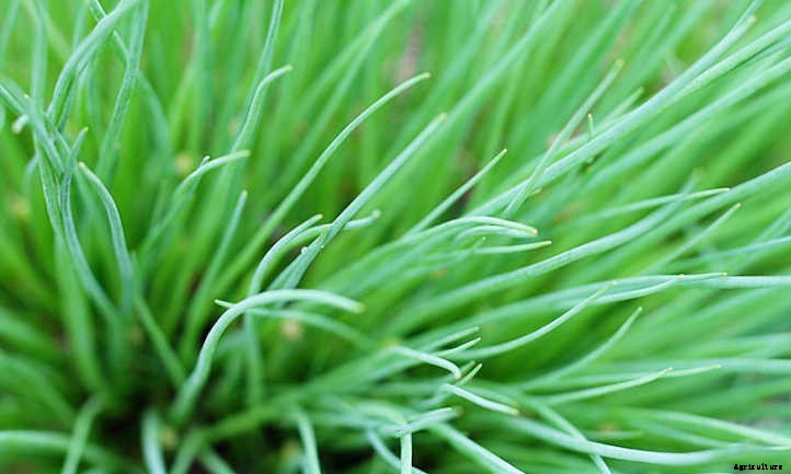 20 Mediterranean Herbs To Grow In Your Garden