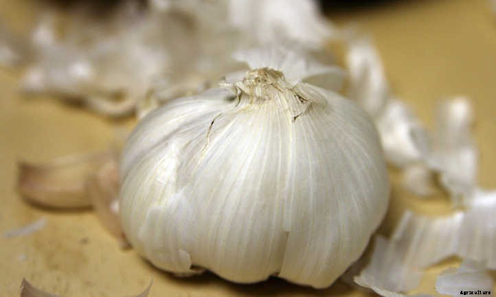 20 Mediterranean Herbs To Grow In Your Garden