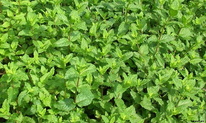 20 Mediterranean Herbs To Grow In Your Garden