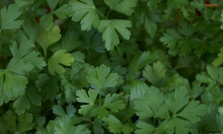 20 Mediterranean Herbs To Grow In Your Garden
