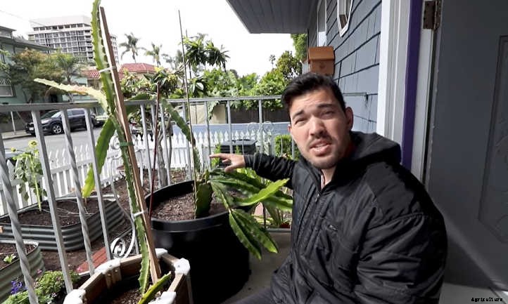 Dragon Fruit Plant: Strange But Delicious