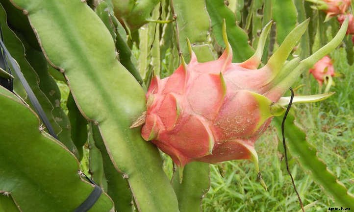 Dragon Fruit Plant: Strange But Delicious