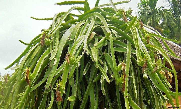 Dragon Fruit Plant: Strange But Delicious