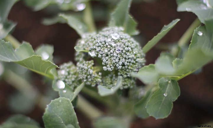 Growing Broccoli: Tasty, Tiny “Trees”
