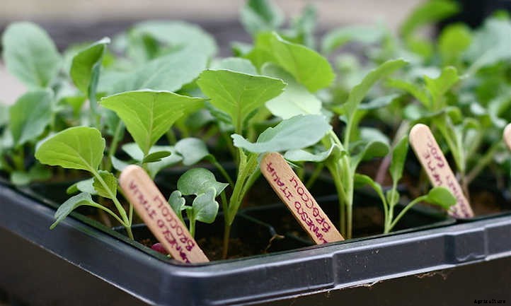 Growing Broccoli: Tasty, Tiny “Trees”