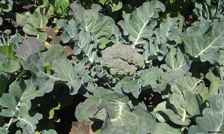 Growing Broccoli: Tasty, Tiny “Trees”