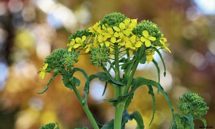 Growing Broccoli: Tasty, Tiny “Trees”