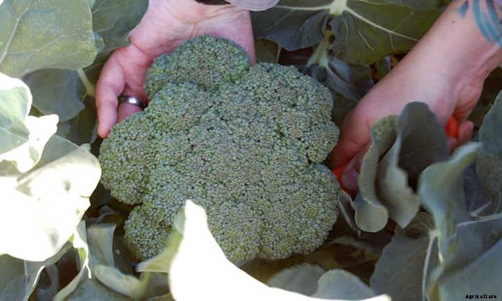 Growing Broccoli: Tasty, Tiny “Trees”