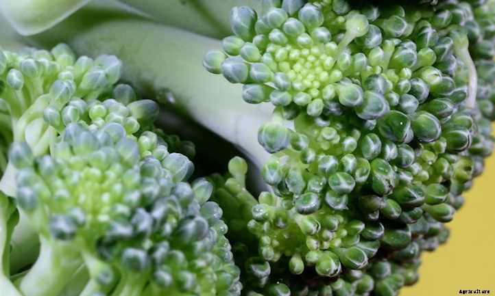 Growing Broccoli: Tasty, Tiny “Trees”