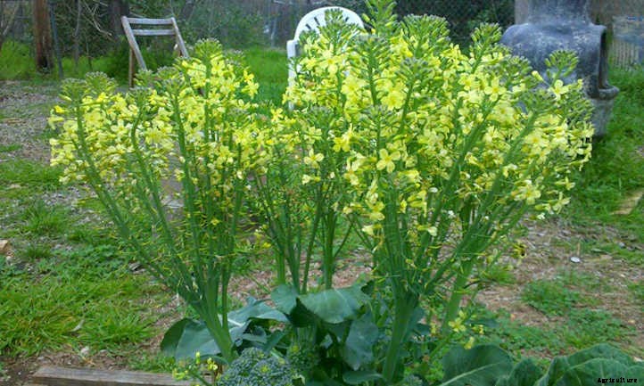 Growing Broccoli: Tasty, Tiny “Trees”