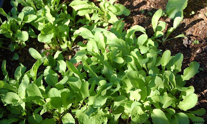 Growing Arugula For Great Salad Success