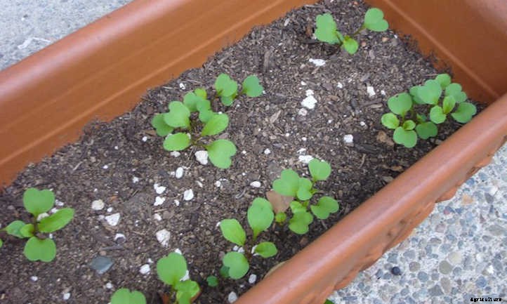 Growing Arugula For Great Salad Success