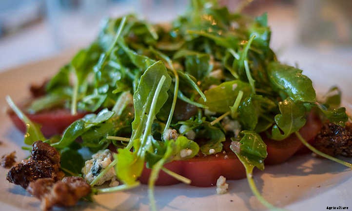 Growing Arugula For Great Salad Success