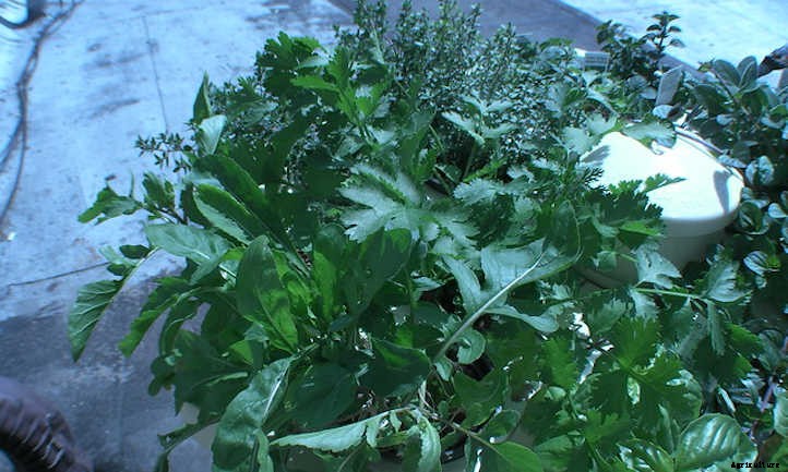 Growing Arugula For Great Salad Success