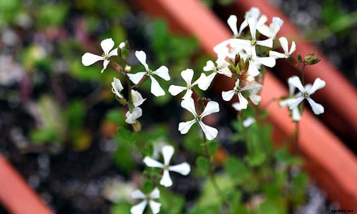 Growing Arugula For Great Salad Success