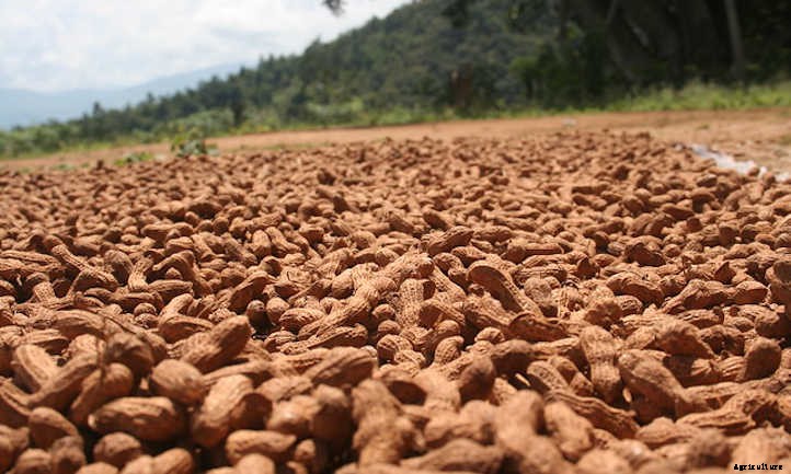 How to Grow Peanuts in Your Own Backyard