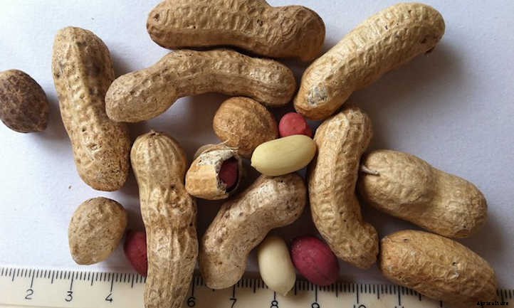 How to Grow Peanuts in Your Own Backyard