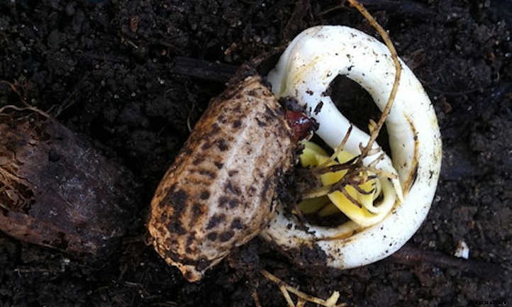 How to Grow Peanuts in Your Own Backyard