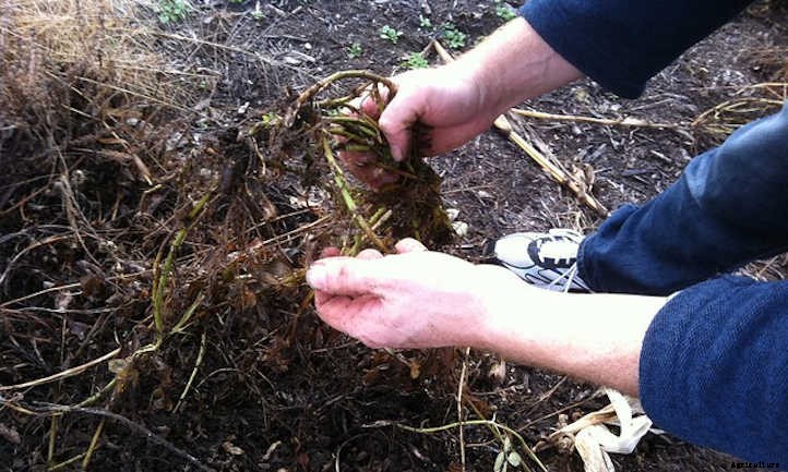 How to Grow Peanuts in Your Own Backyard
