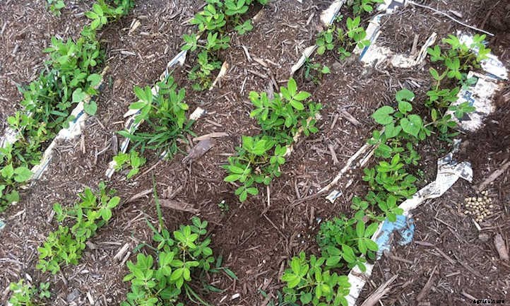 How to Grow Peanuts in Your Own Backyard