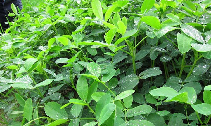 How to Grow Peanuts in Your Own Backyard