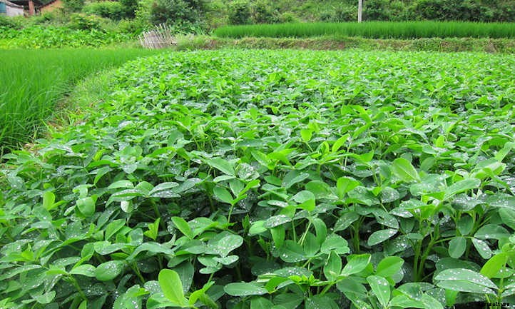 How to Grow Peanuts in Your Own Backyard