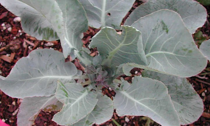 Growing Cauliflower: The Coolest Cole Crop