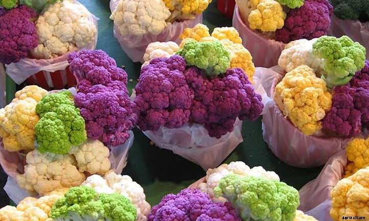 Growing Cauliflower: The Coolest Cole Crop