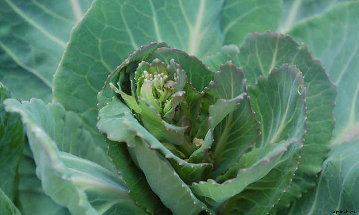 Growing Cauliflower: The Coolest Cole Crop