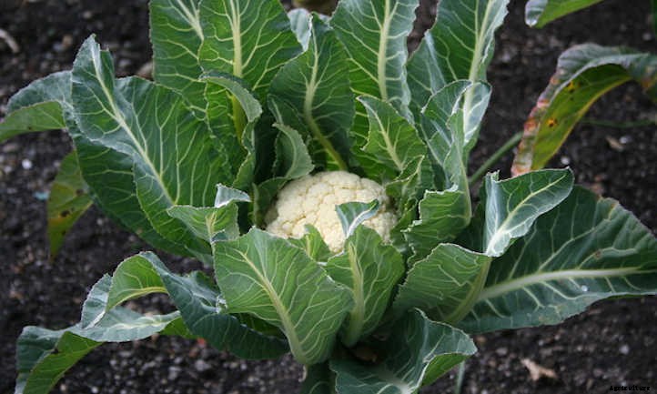 Growing Cauliflower: The Coolest Cole Crop