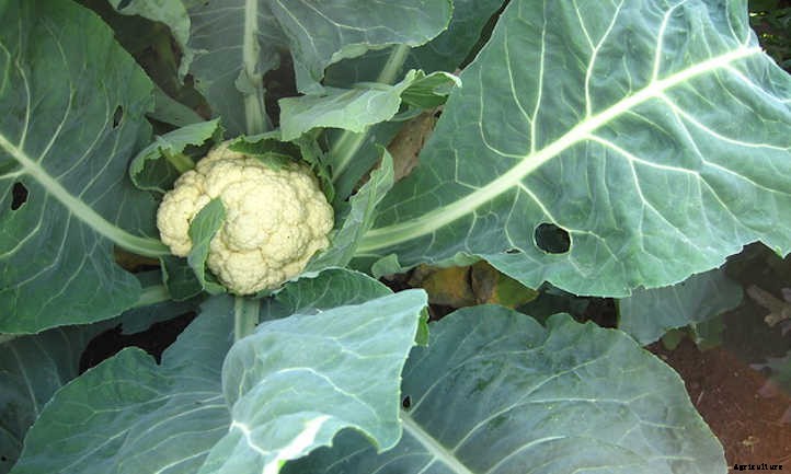 Growing Cauliflower: The Coolest Cole Crop