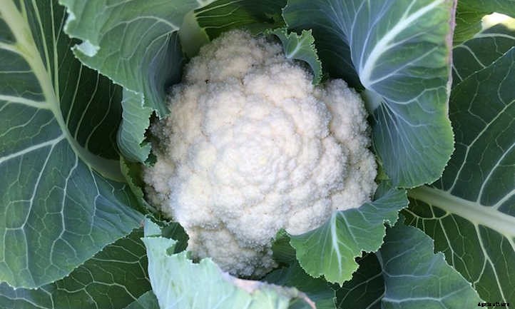 Growing Cauliflower: The Coolest Cole Crop