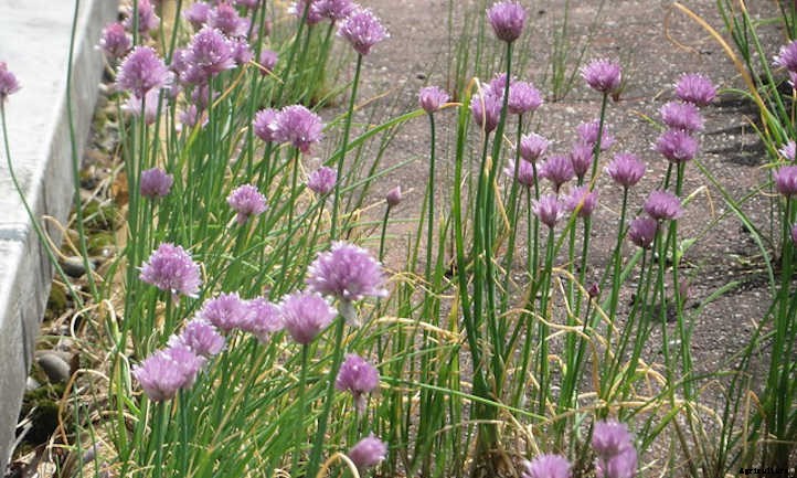 Growing Chives For Mild Oniony Goodness