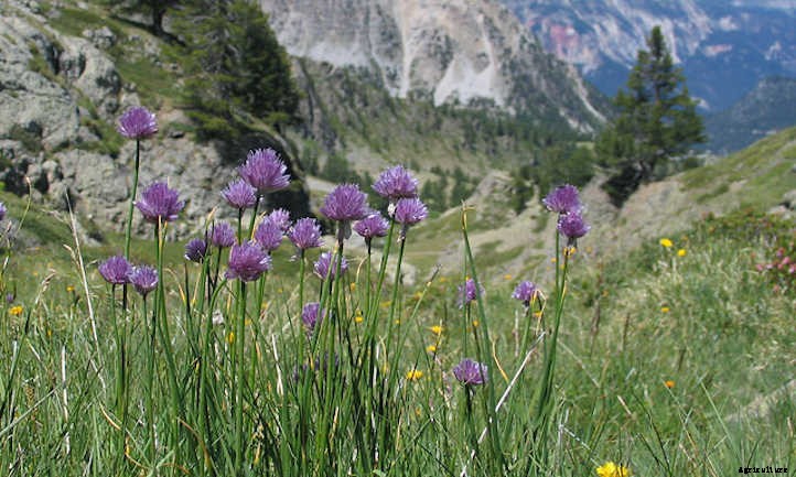Growing Chives For Mild Oniony Goodness