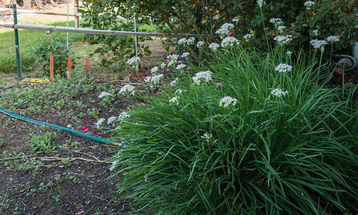 Growing Chives For Mild Oniony Goodness